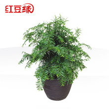 【珍贵盆景】最新最全珍贵盆景 产品参考信息