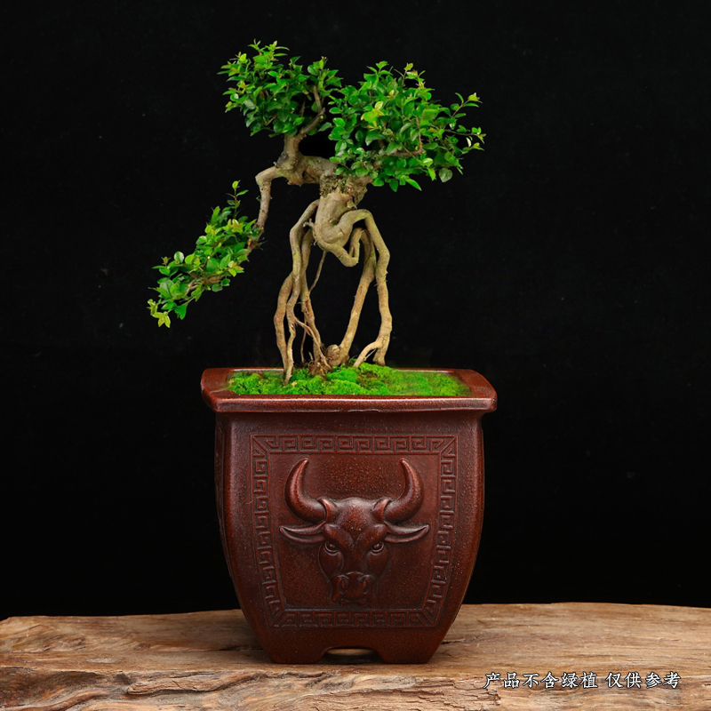 紫砂花盆回流铁画轩精品小号千筒盆景盆仿古四方多肉菖蒲桌面绿植